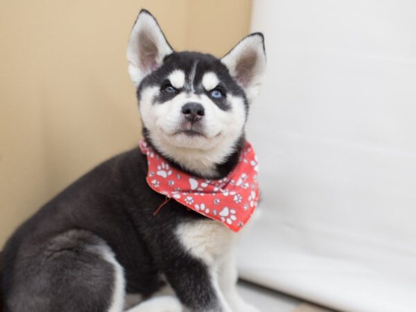 Siberian Husky DOG Male Black and White 13573 Petland Wichita, Kansas