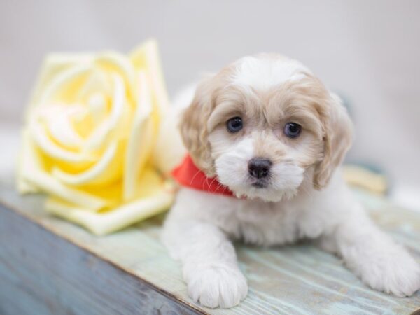 Cock A Poo DOG Male Blue Eyed Cream Parti 13577 Petland Wichita, Kansas