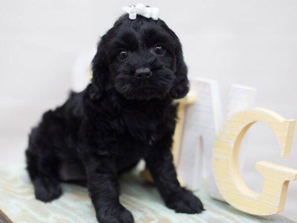 Cock A Poo DOG Female Black 13576 Petland Wichita, Kansas