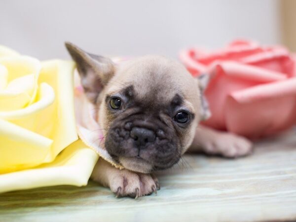 French Bulldog DOG Female Fawn with Black Mask 13575 Petland Wichita, Kansas