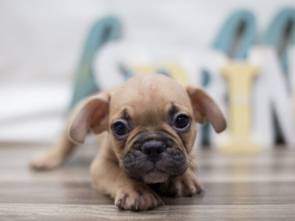 French Bulldog DOG Male Fawn with Black Mask 13574 Petland Wichita, Kansas