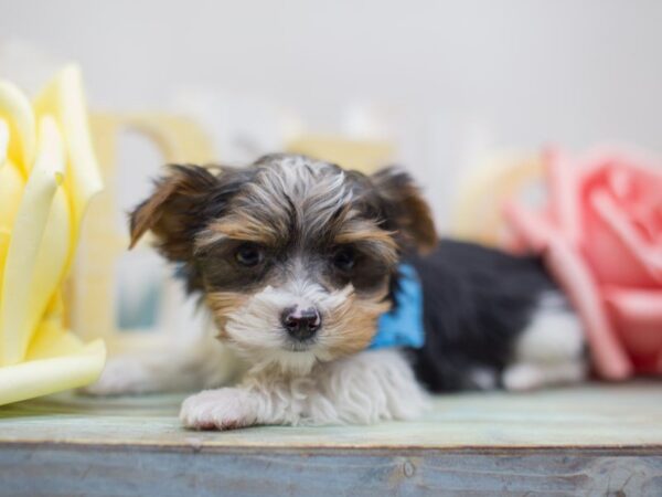 Yorkshire Terrier DOG Male Black Tri Parti 13571 Petland Wichita, Kansas