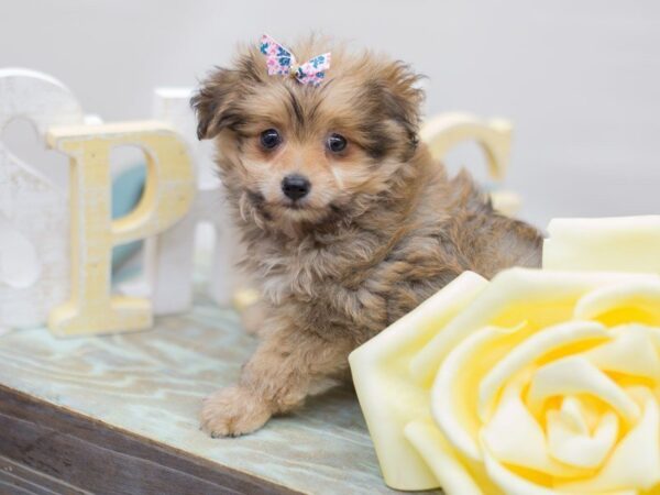 Toy Pompoo DOG Female sable 13570 Petland Wichita, Kansas