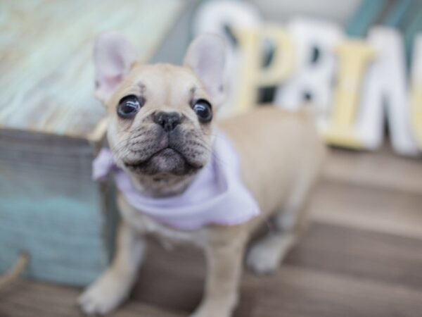 French Bulldog-DOG-Female--13569-Petland Wichita, Kansas