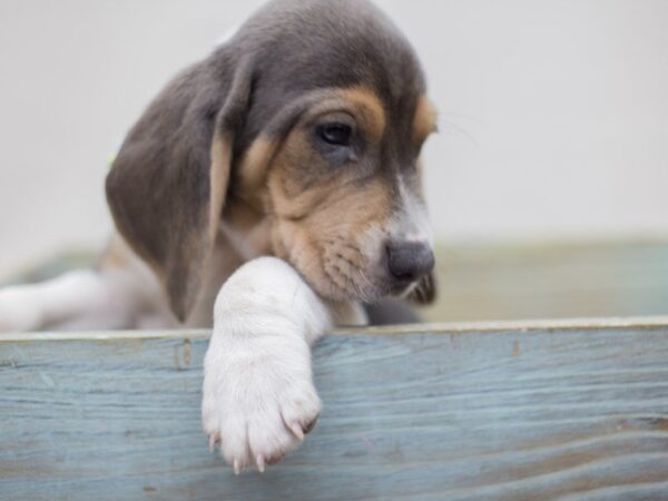 Beagle DOG Male Blue and White 13568 Petland Wichita, Kansas