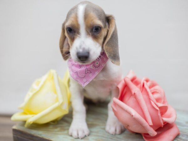 Beagle DOG Female Blue and White 13567 Petland Wichita, Kansas