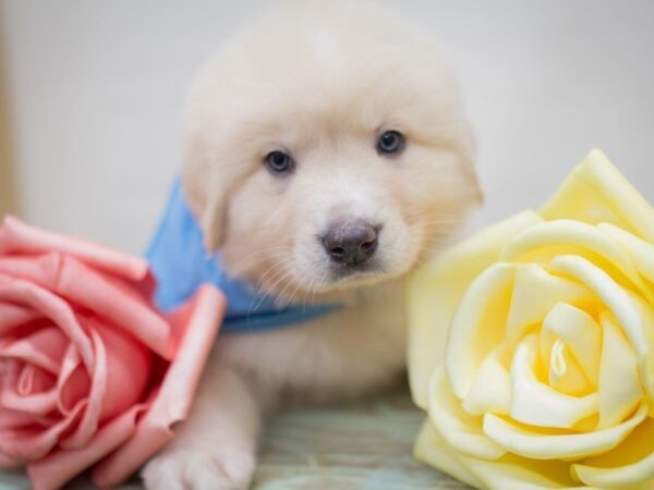 Anatolian Pyrenees DOG Male Cream 13566 Petland Wichita, Kansas