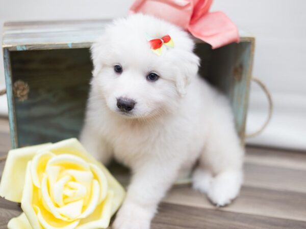 Anatolian Pyrenees DOG Female White 13565 Petland Wichita, Kansas