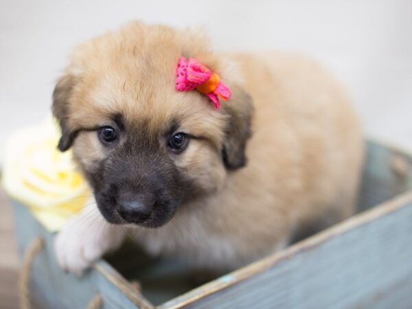 Anatolian Pyrenees DOG Female Red and White 13564 Petland Wichita, Kansas