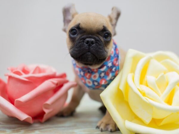 French Bulldog-DOG-Male-Fawn w/ black mask-13562-Petland Wichita, Kansas