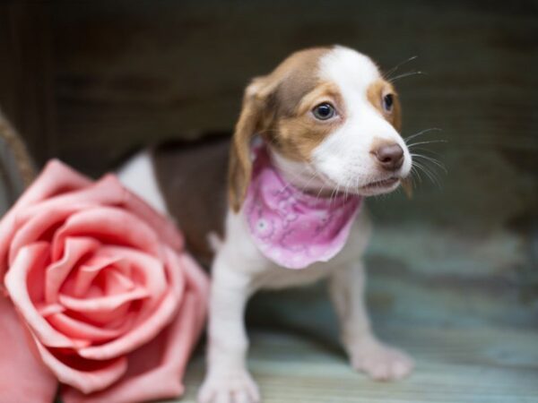 Beagle DOG Female Chocolate Tri 13561 Petland Wichita, Kansas