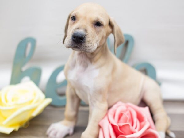 Great Dane DOG Female Fawn 13560 Petland Wichita, Kansas