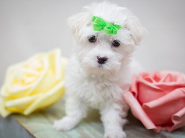 Maltese-DOG-Female-White-13559-Petland Wichita, Kansas
