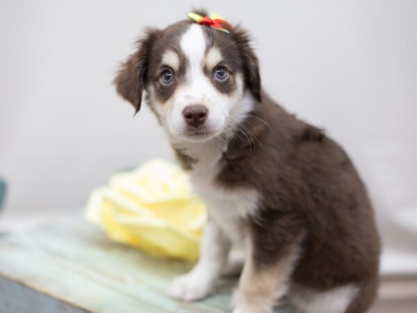 Australian Shepherd DOG Female Red 13558 Petland Wichita, Kansas