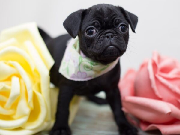 Pug-DOG-Female-Black-13557-Petland Wichita, Kansas
