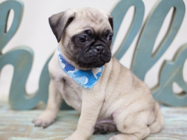 Pug DOG Male Fawn 13556 Petland Wichita, Kansas