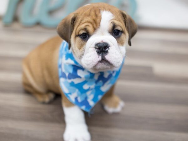 English Bulldog-DOG-Male--13554-Petland Wichita, Kansas