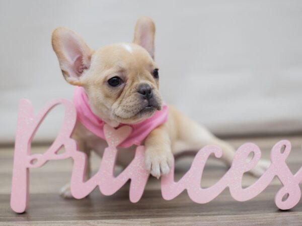 French Bulldog DOG Female Cream 13563 Petland Wichita, Kansas