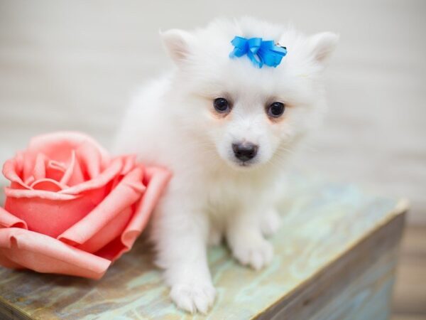 Miniature American Eskimo DOG Female White 13604 Petland Wichita, Kansas