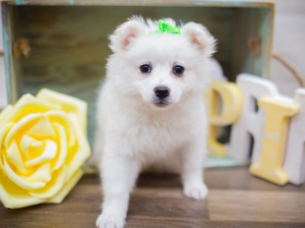 Miniature American Eskimo DOG Female White 13603 Petland Wichita, Kansas