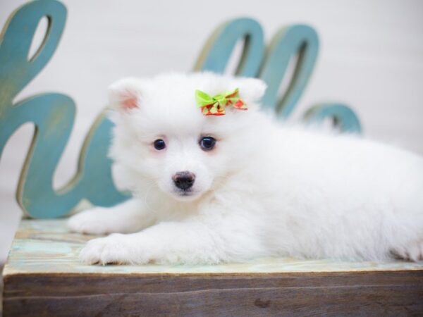 Miniature American Eskimo DOG Female White 13602 Petland Wichita, Kansas