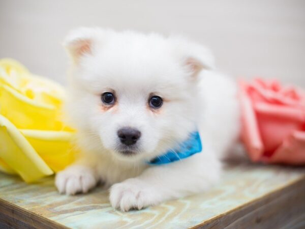 Miniature American Eskimo DOG Male White 13601 Petland Wichita, Kansas