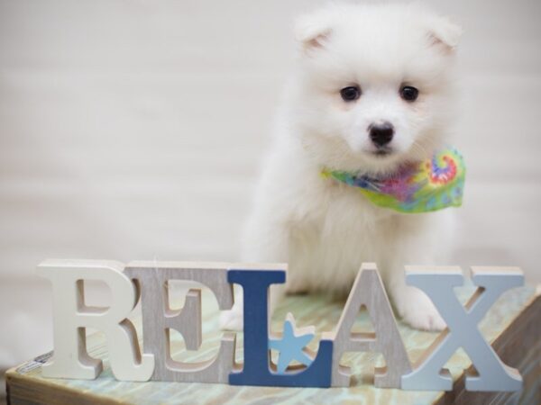 Miniature American Eskimo DOG Male White 13600 Petland Wichita, Kansas