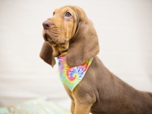 Bloodhound DOG Male Liver & Tan 13599 Petland Wichita, Kansas