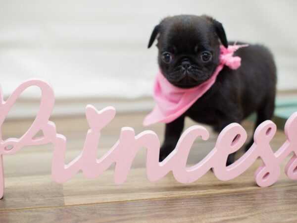 Pug-DOG-Female-Black-13598-Petland Wichita, Kansas