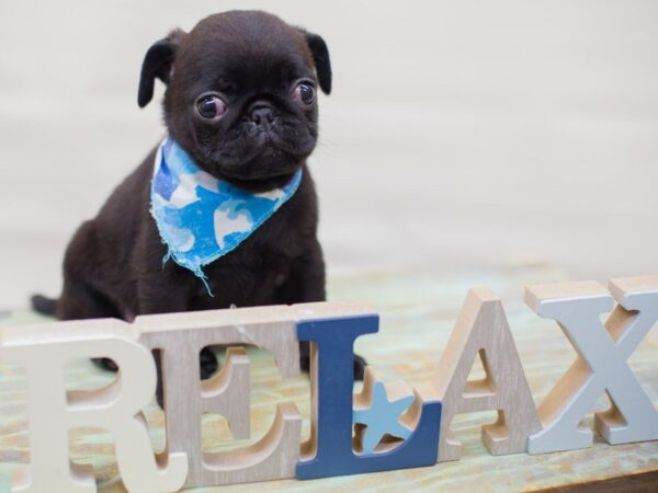 Pug DOG Male Black 13597 Petland Wichita, Kansas