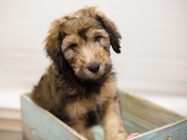 Aussiedoodle DOG Male Tri Sable 13596 Petland Wichita, Kansas