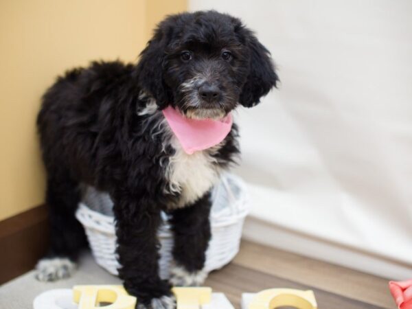 Aussiedoodle DOG Female Black & White 13595 Petland Wichita, Kansas