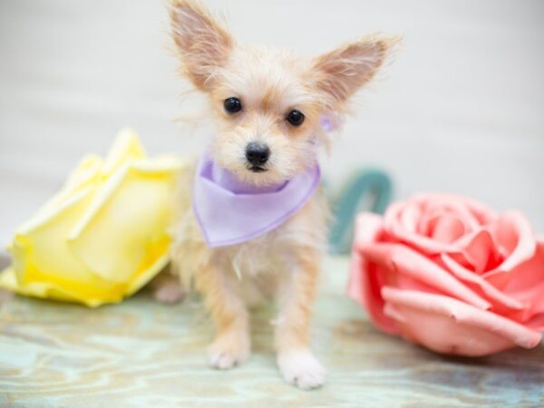 Yochon-DOG-Female-Gold-13594-Petland Wichita, Kansas