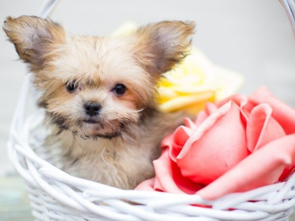 Yochon-DOG-Female-Gold-13593-Petland Wichita, Kansas