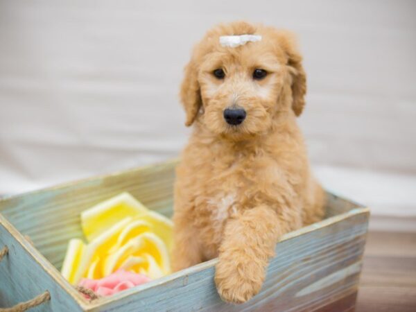 F1B Goldendoodle-DOG-Female-Golden-13592-Petland Wichita, Kansas