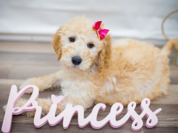 F1B Goldendoodle DOG Female Golden 13591 Petland Wichita, Kansas