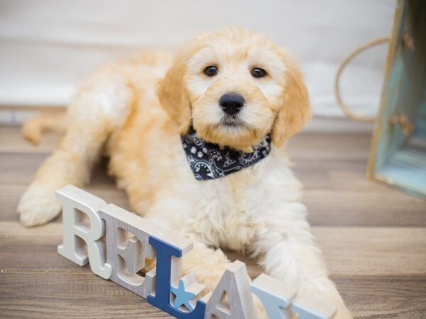 F1B Goldendoodle-DOG-Male-Golden-13590-Petland Wichita, Kansas