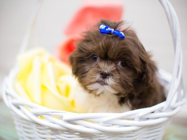 Shih Tzu DOG Female Liver & White 13589 Petland Wichita, Kansas