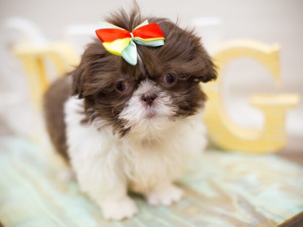 Shih Tzu DOG Female Liver & White 13588 Petland Wichita, Kansas