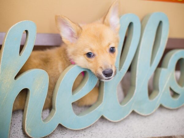 Pembroke Welsh Corgi-DOG-Female-sable and white-13587-Petland Wichita, Kansas