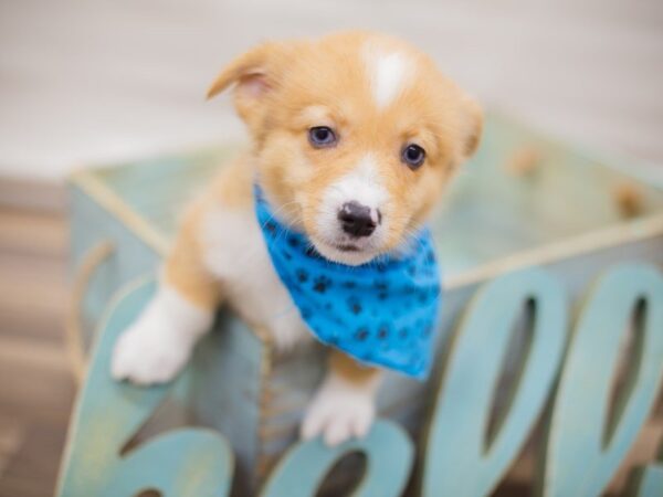 Pembroke Welsh Corgi-DOG-Male-RED MERLE (blue eyes)-13586-Petland Wichita, Kansas