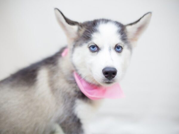 Siberian Husky DOG Female GREY & WHITE 13585 Petland Wichita, Kansas