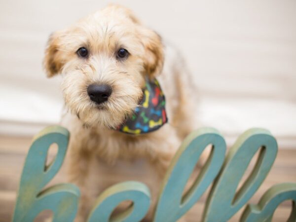 Soft Coated Wheaten Terrier DOG Male WHEATEN 13584 Petland Wichita, Kansas