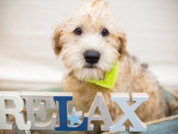 Soft Coated Wheaten Terrier DOG Male WHEATEN 13583 Petland Wichita, Kansas