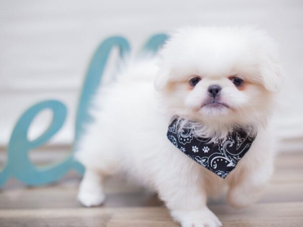 Pekingese DOG Male WHITE 13582 Petland Wichita, Kansas