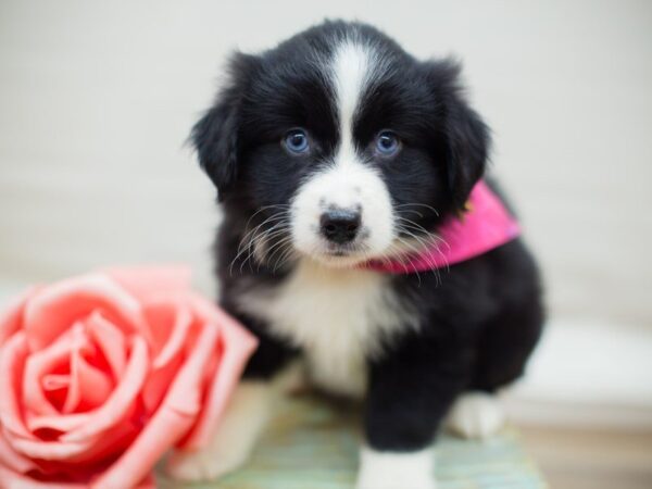 Miniature Australian Shepherd-DOG-Female-Black Tri (blue eyes)-13581-Petland Wichita, Kansas