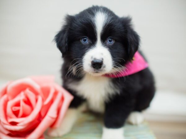 Miniature Australian Shepherd DOG Female Black Tri (blue eyes) 13581 Petland Wichita, Kansas