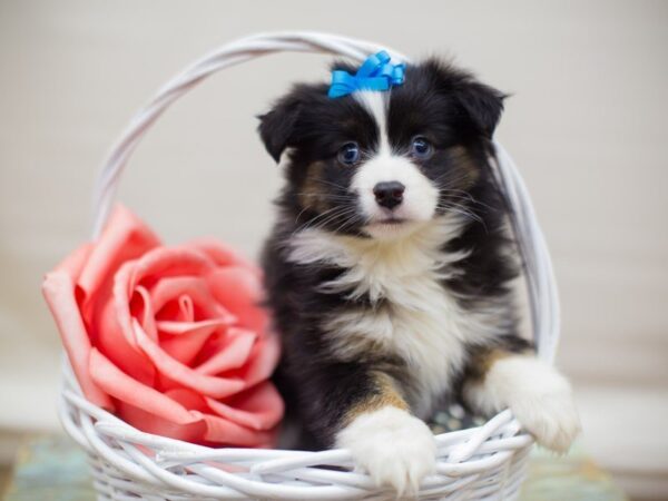 Miniature Australian Shepherd DOG Female Black Tri (blue eyes) 13580 Petland Wichita, Kansas