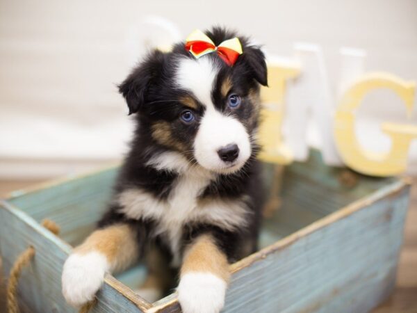 Miniature Australian Shepherd DOG Female Black Tri (blue eyes) 13579 Petland Wichita, Kansas