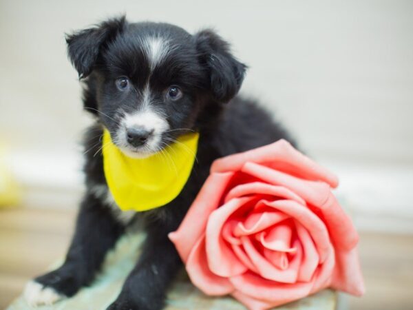 Miniature Australian Shepherd DOG Male Black Tri (blue eyes) 13578 Petland Wichita, Kansas